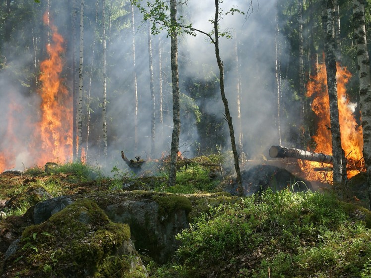 forest-fire-432870_1920