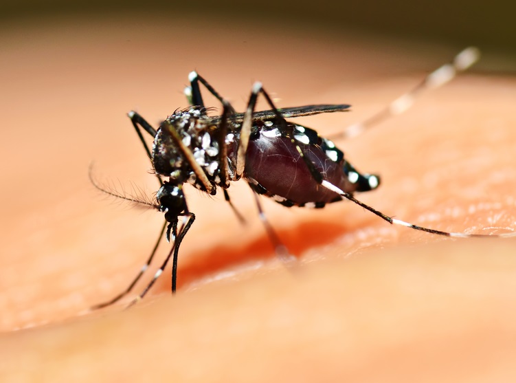 Aedes Aegypti