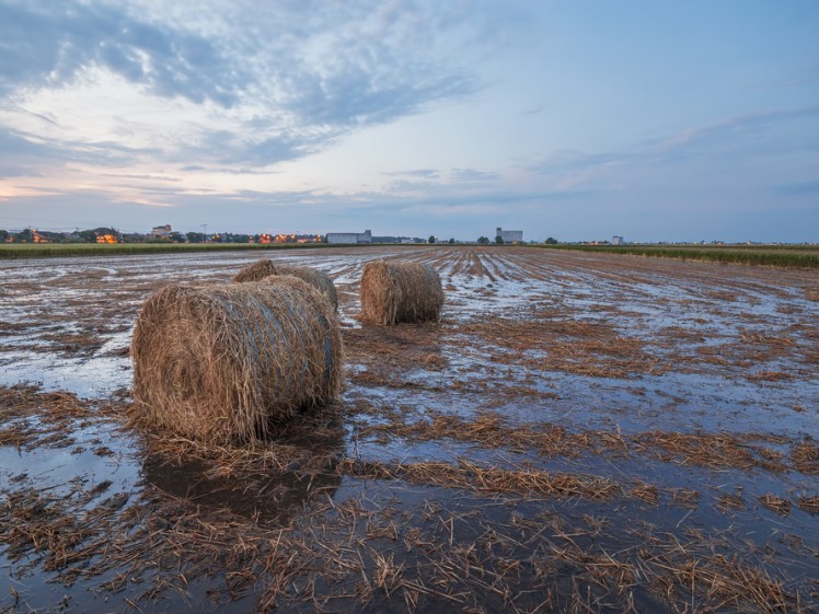 Bales of Hay at Sekinchan