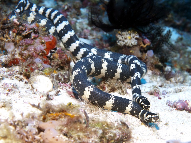 Beaked Sea Snake