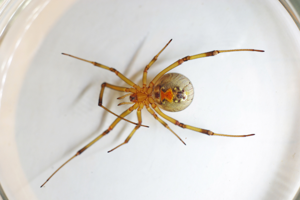 Bwon Widow Spider