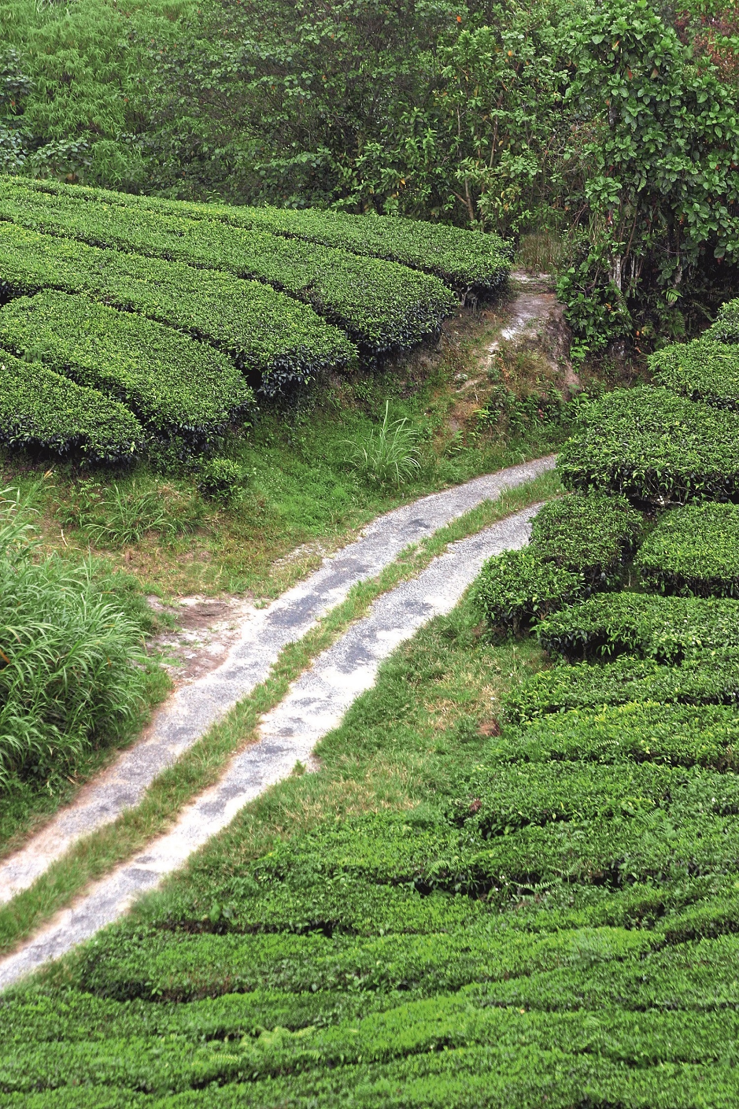 MAL6691D Boh Tea Estate