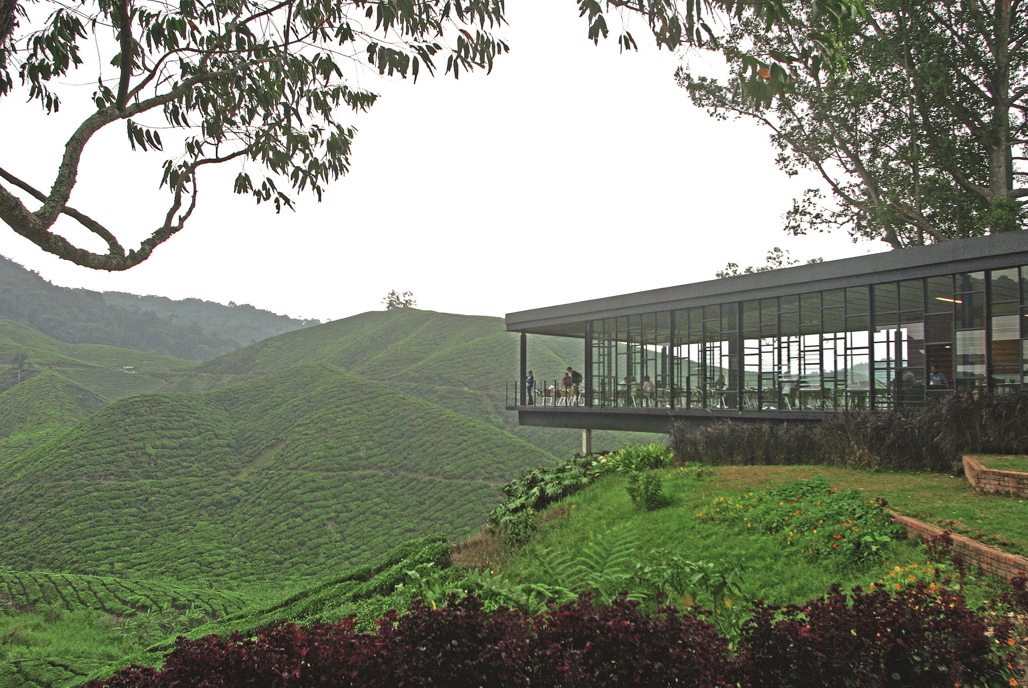 MAL6692D tea house Boh Tea Estate