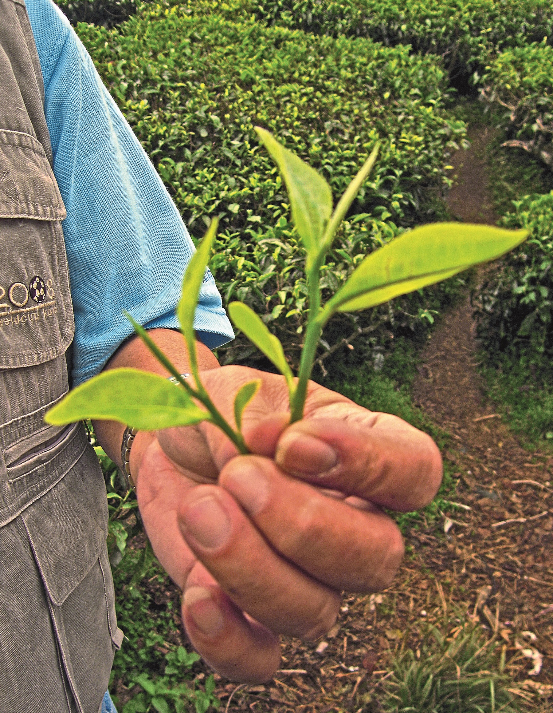 MAL7019D tea leaves Cameron Highlands