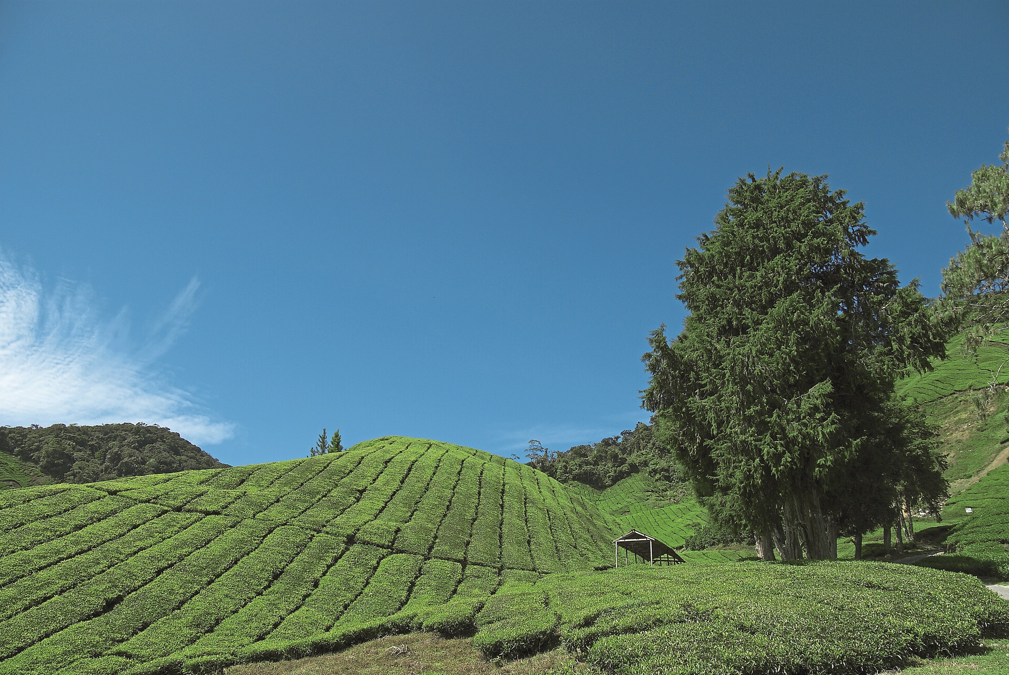 MAL7610 Tea plantation Cameron Highland (credit YTL Hotels & Resorts)