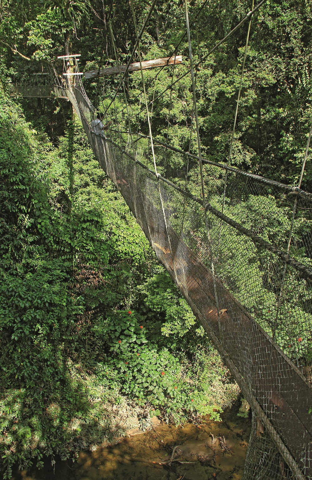 MAL7744 Canopy walk Mulu