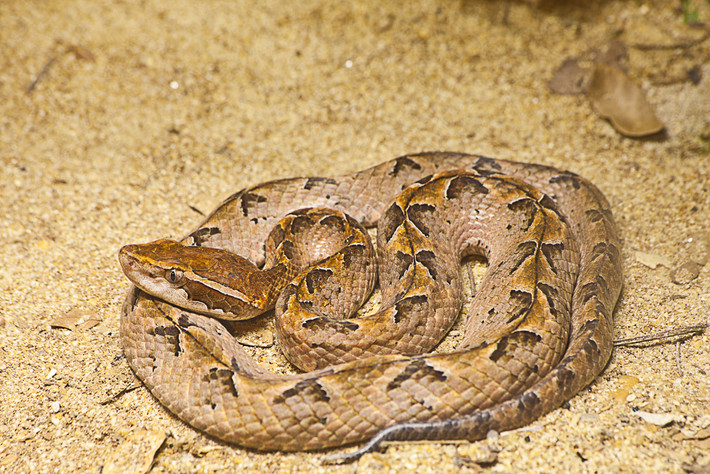 Malayan Pit Viper