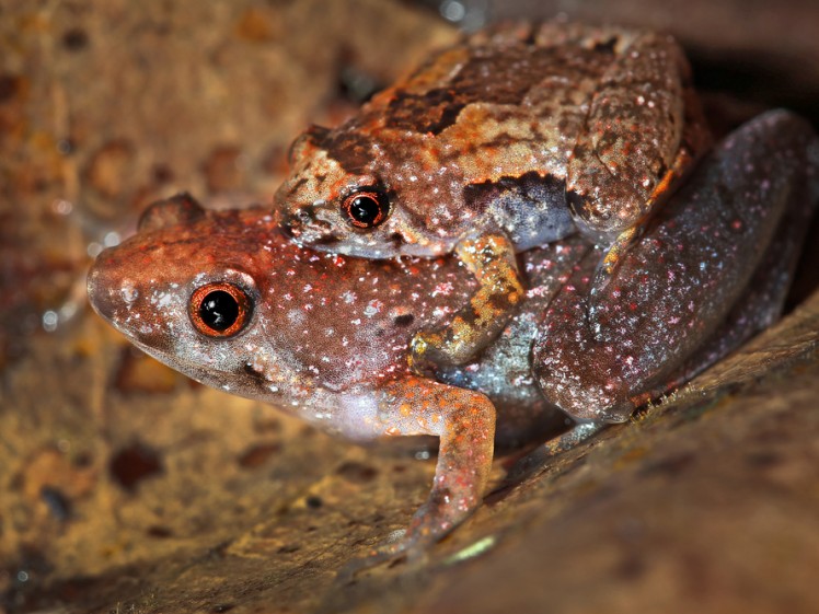 Matang narrow-mouthed frog |Photo credit: Ryan M. Bolton