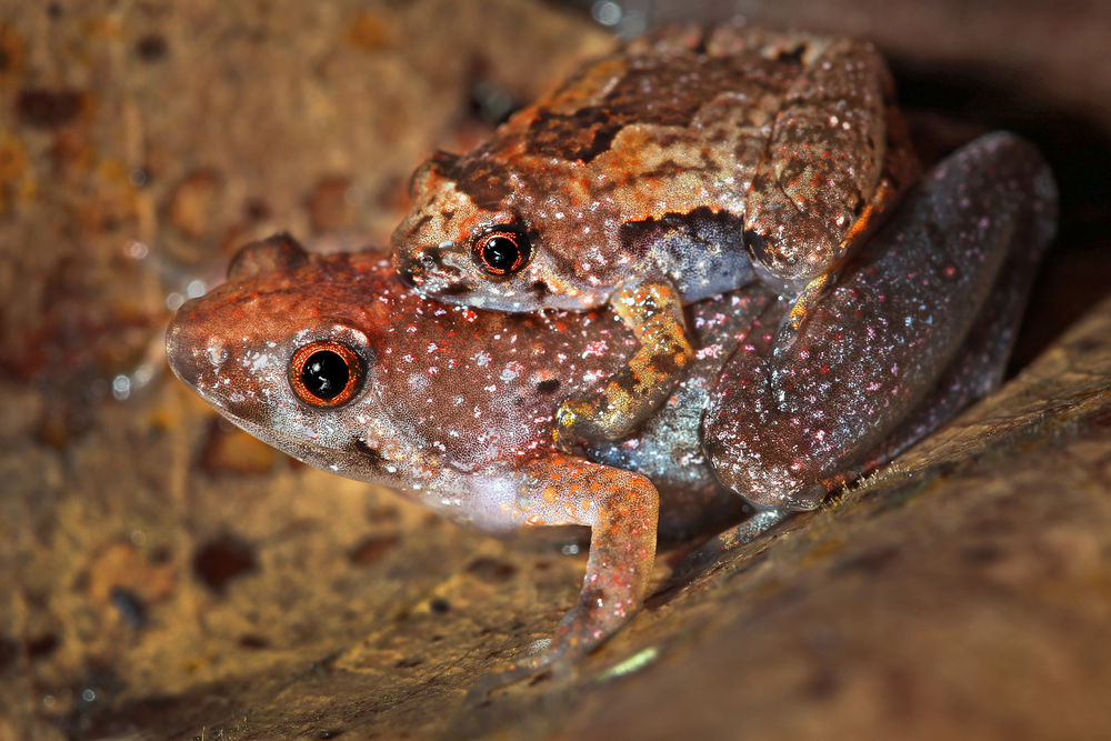 Matang narrow-mouthed frog