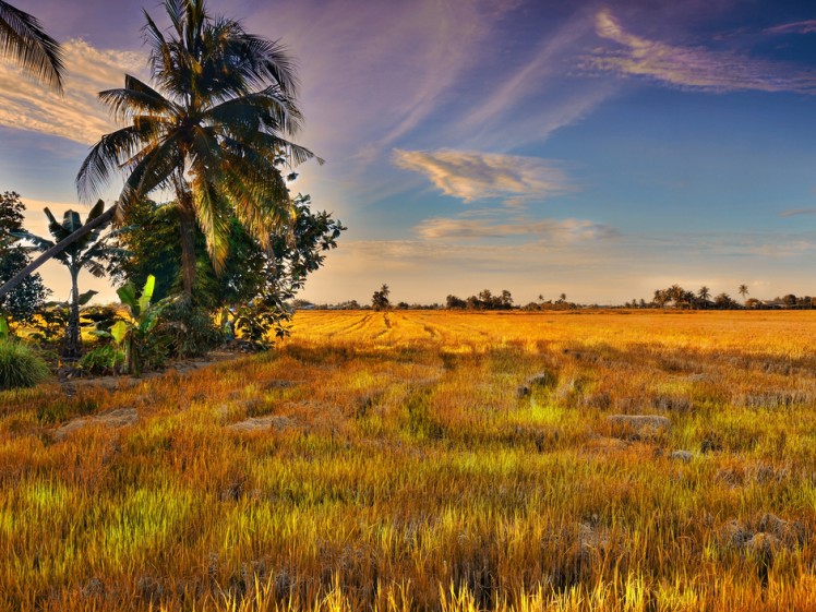 A place in Malaysia you've probably never heard of: Sekinchan, Selangor ...