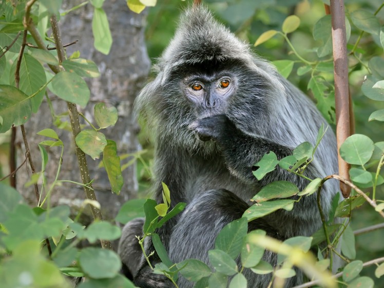 Silver Leaf Monkey