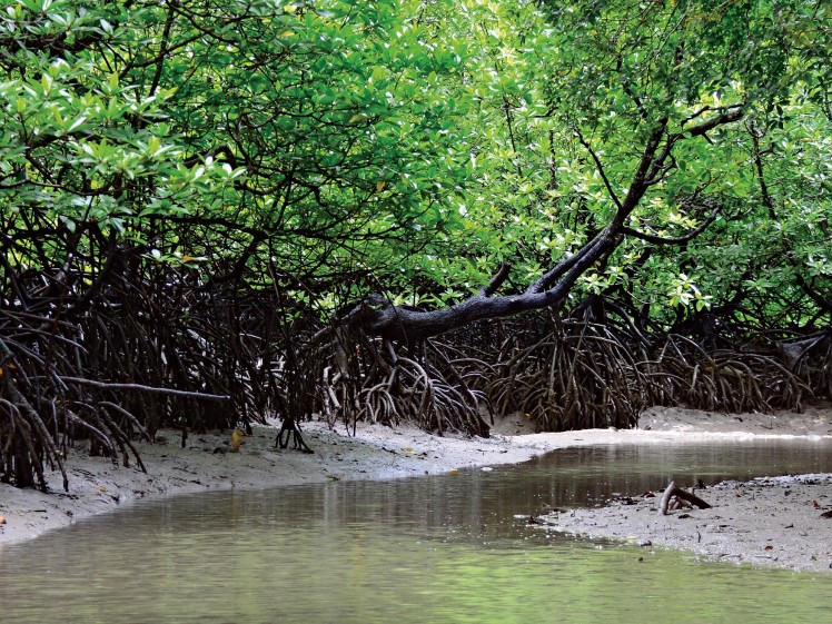 magnificent mangroves 2