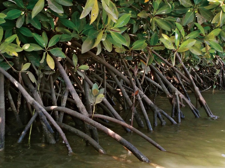 magnificent mangroves 3