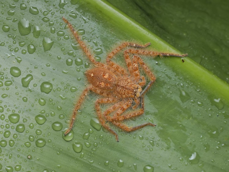 Heteropoda davidbowie