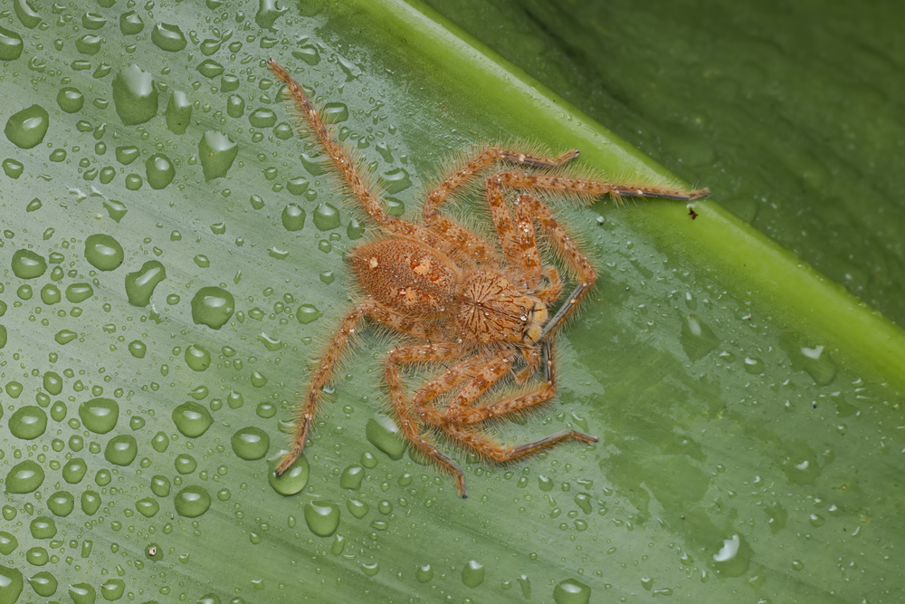 Heteropoda davidbowie