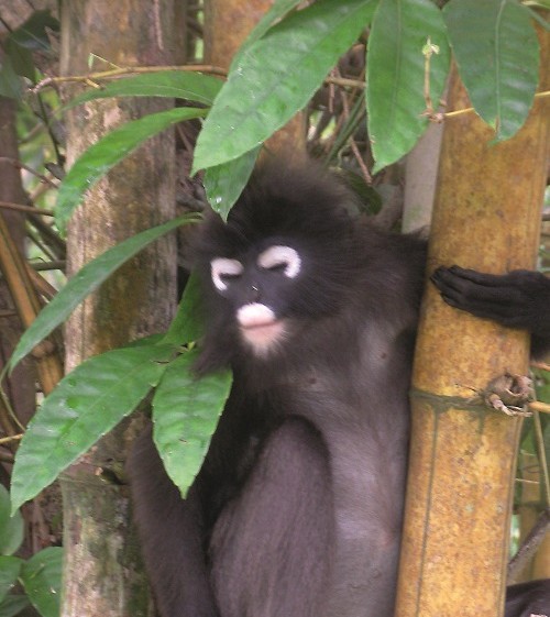 A Dusky Leaf monkey at the Botannic Gardens