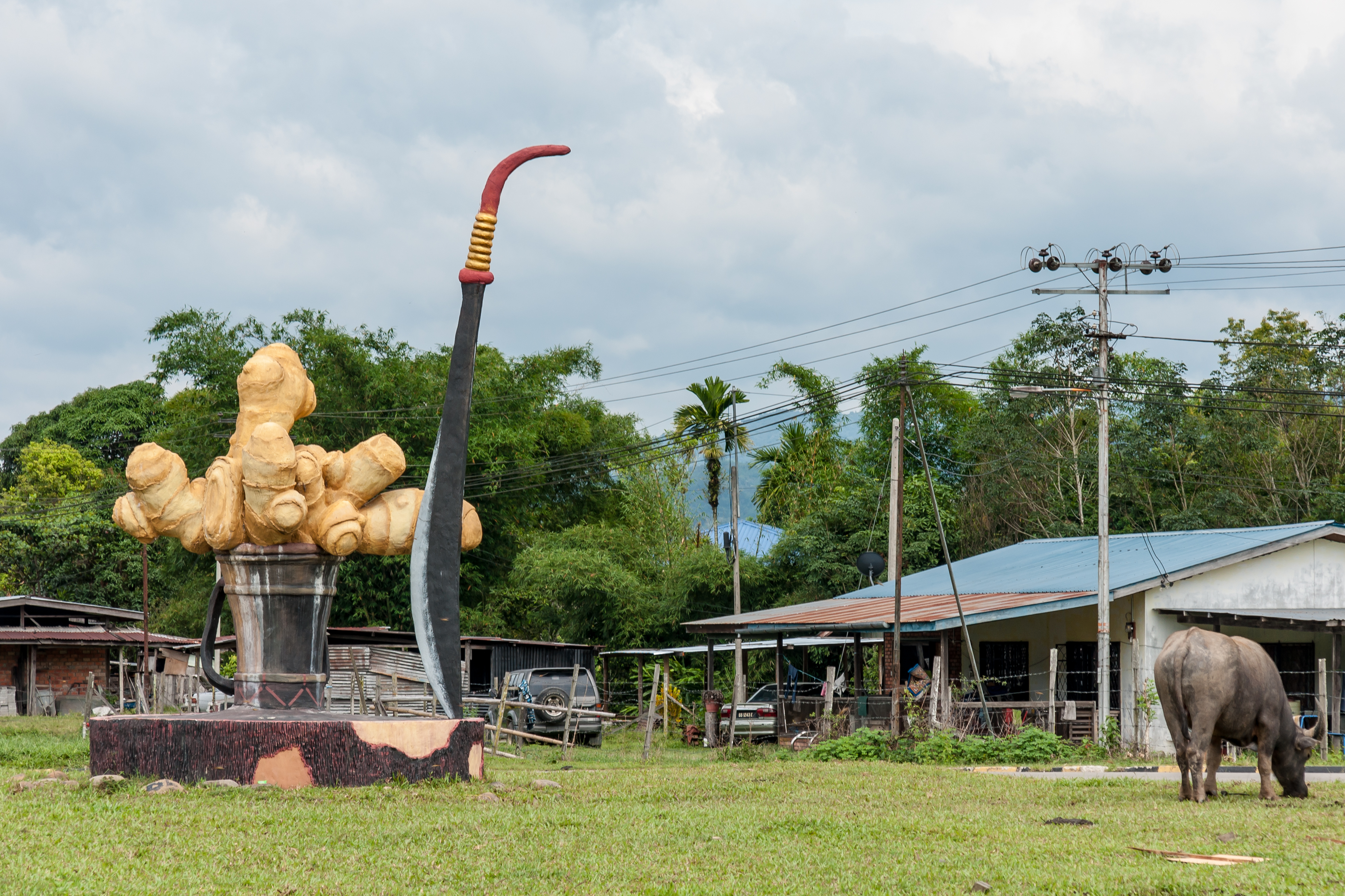 Ginger - Tambunan