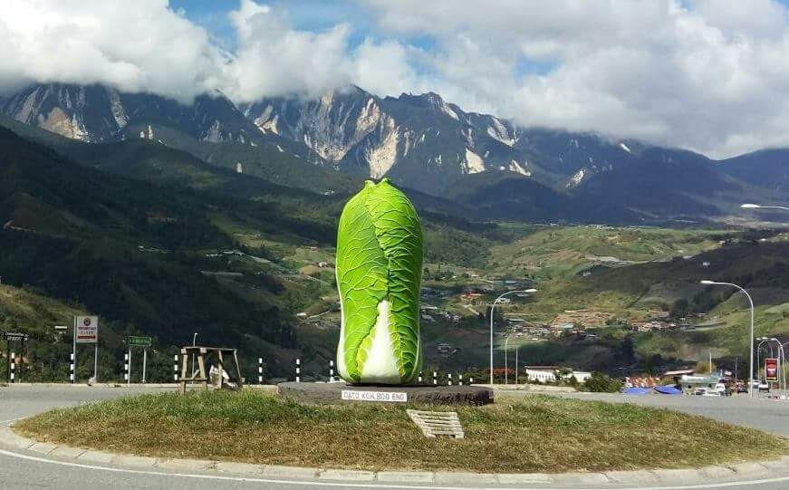 Lettuce Kundasang