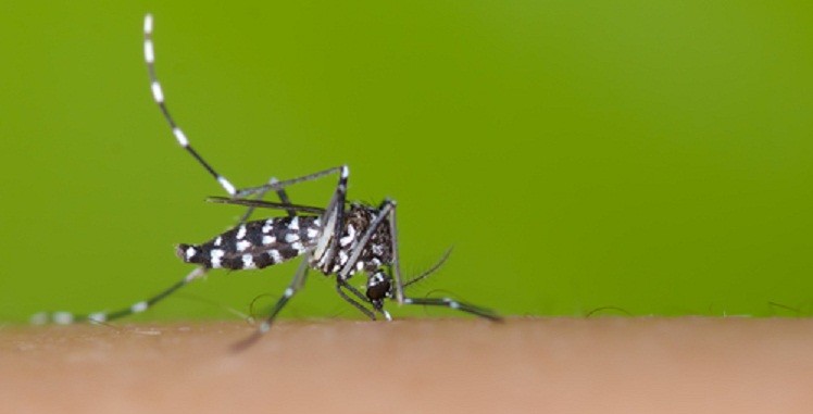 aedes