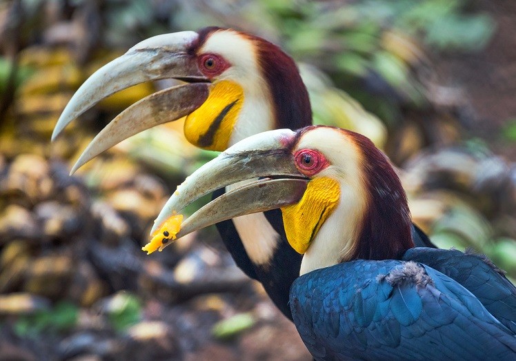 hornbills