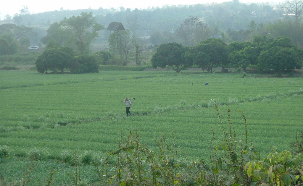 Paddy fields in Pai, Thailand | Photo credit: Footprint Books
