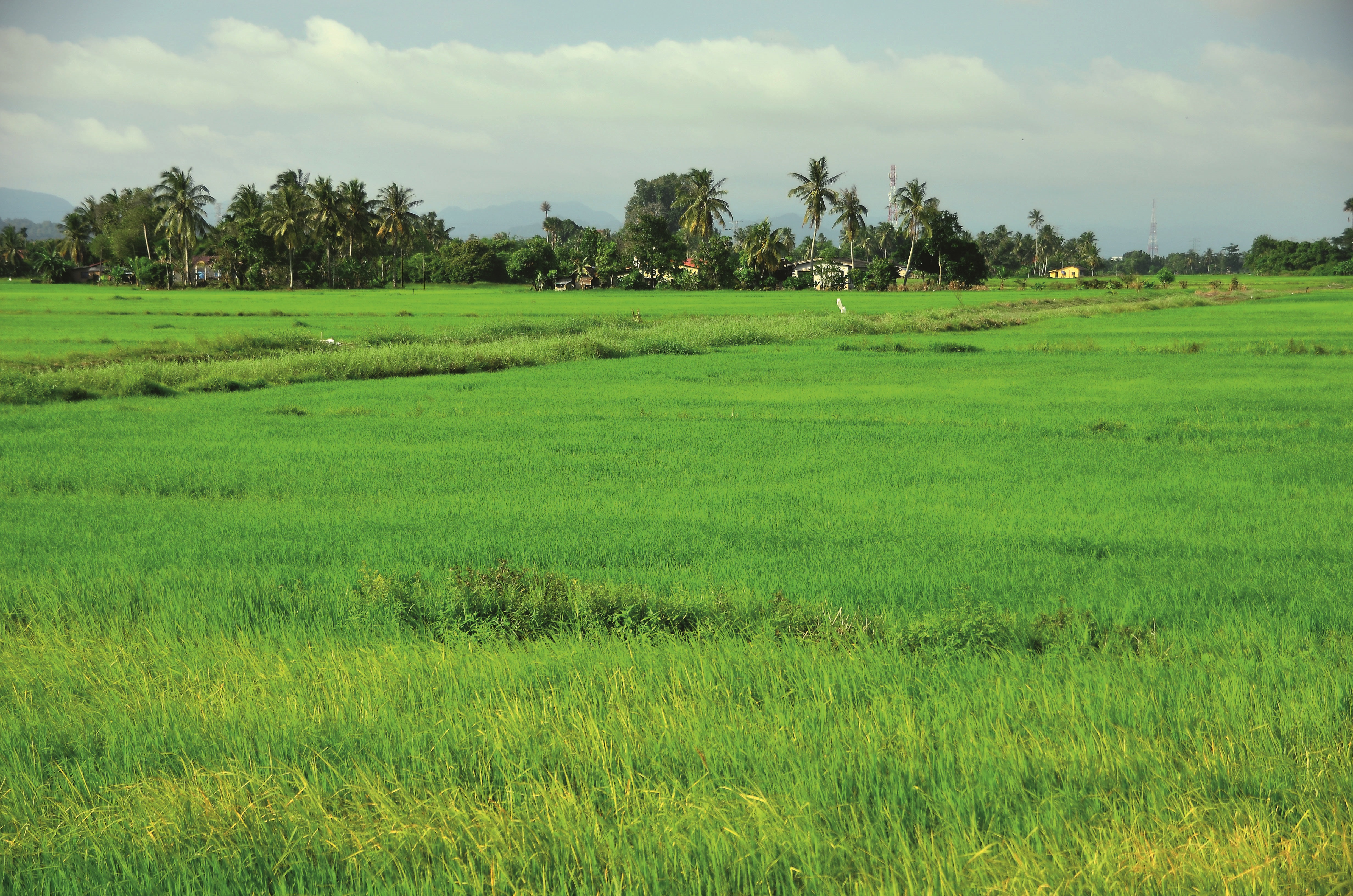 northern malaysia - paddy