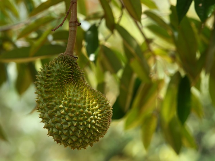 Durian