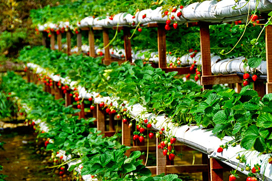 genting strawberries