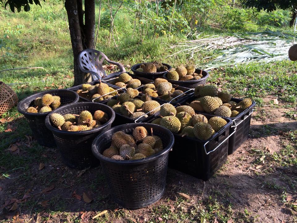 Photo credit: Jimmy's Durian Orchard, Facebook