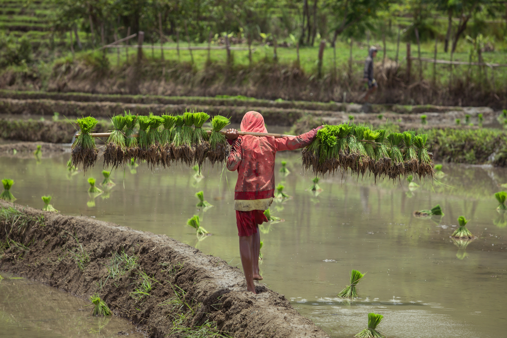 laos villager farm