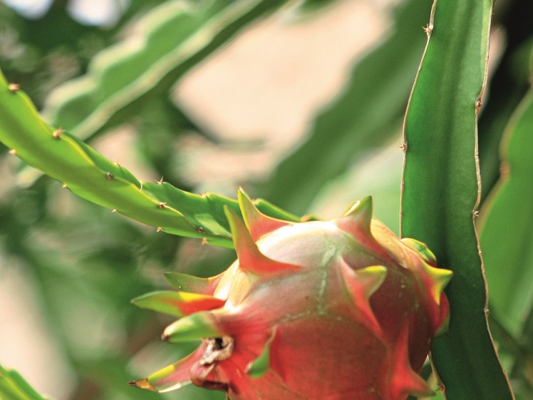 FRU207 dragon fruit