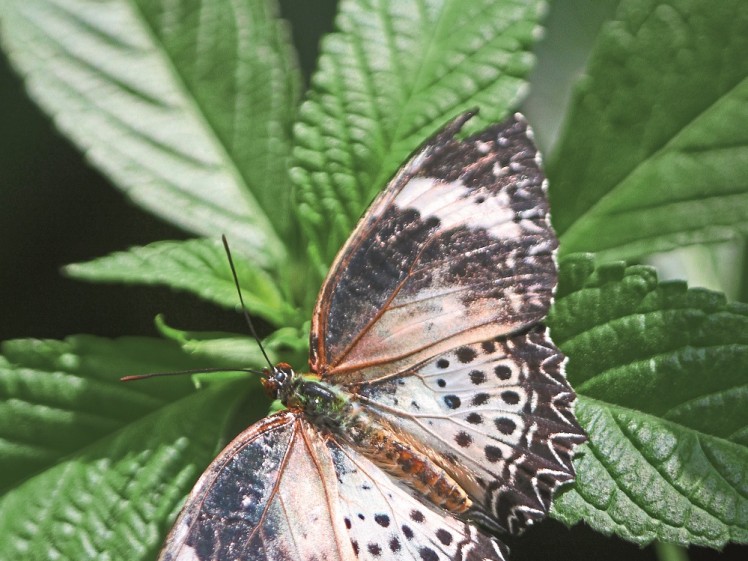 IN192 Malay Lacewing Butterfly (Cethosia hypsea)