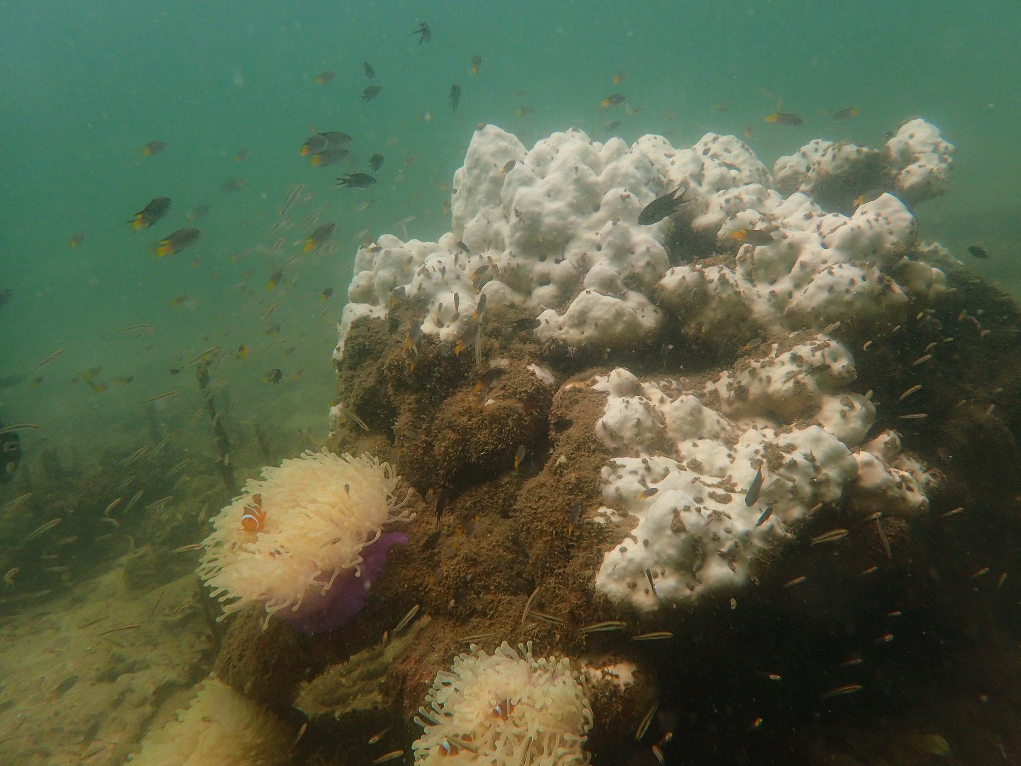 Telur Island coral