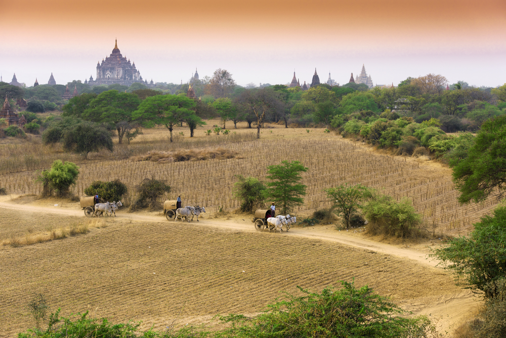 Ox drawn carts crossing the rural Myanmar landscape