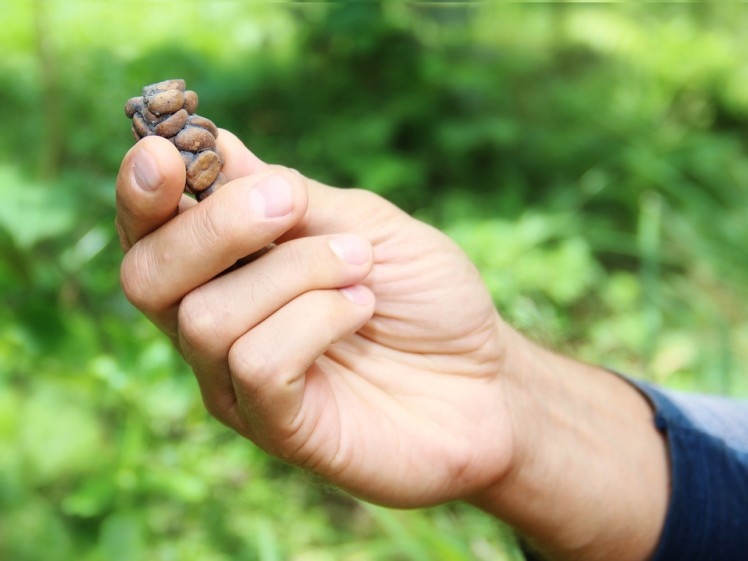 kopi luwak BEANS