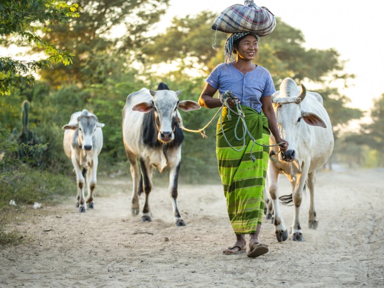 lady with cows in bagan - myanmar
