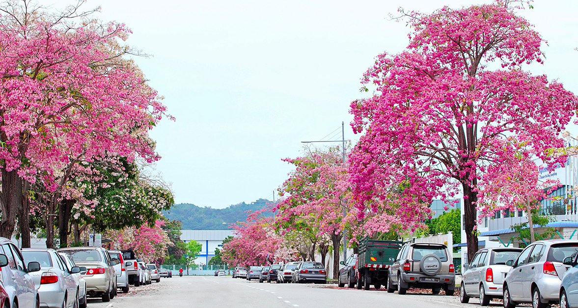 penang-sakura-street-malaysia