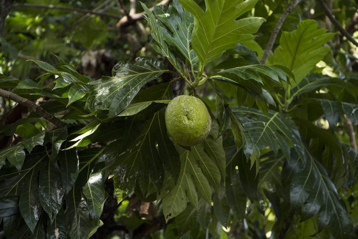 05_breadfruit