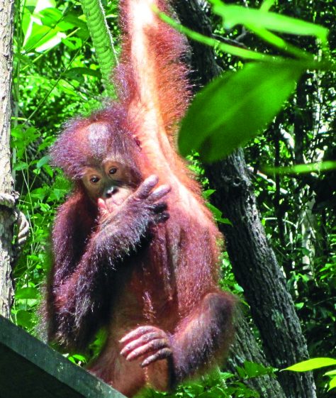 Borneo 2012 248