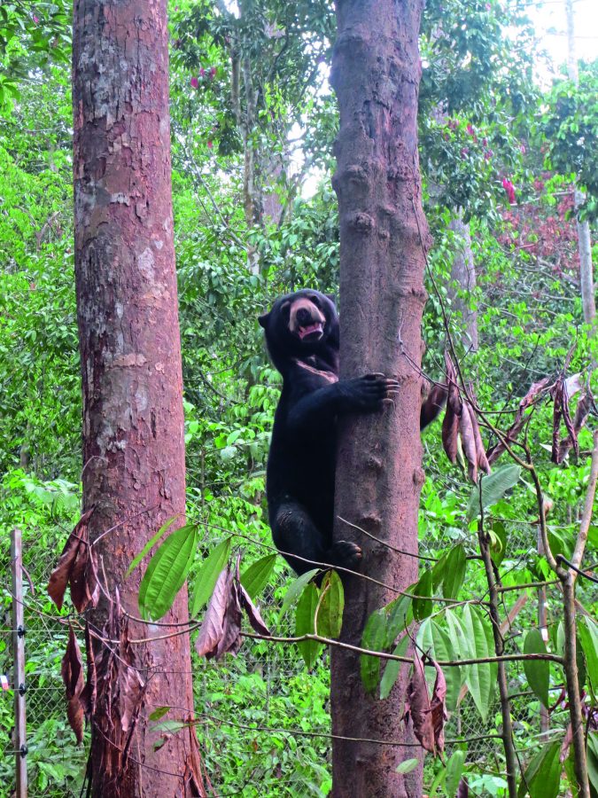 Fulung climbing tree