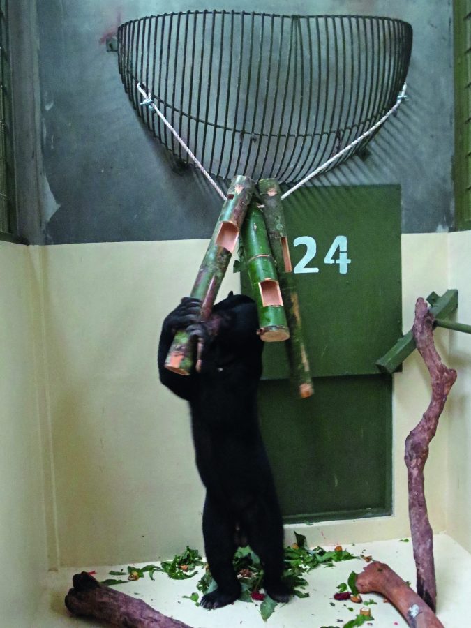 Sun Bear eating food out of bamboo enrichment