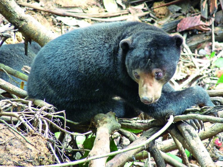 Sun Bear in logs