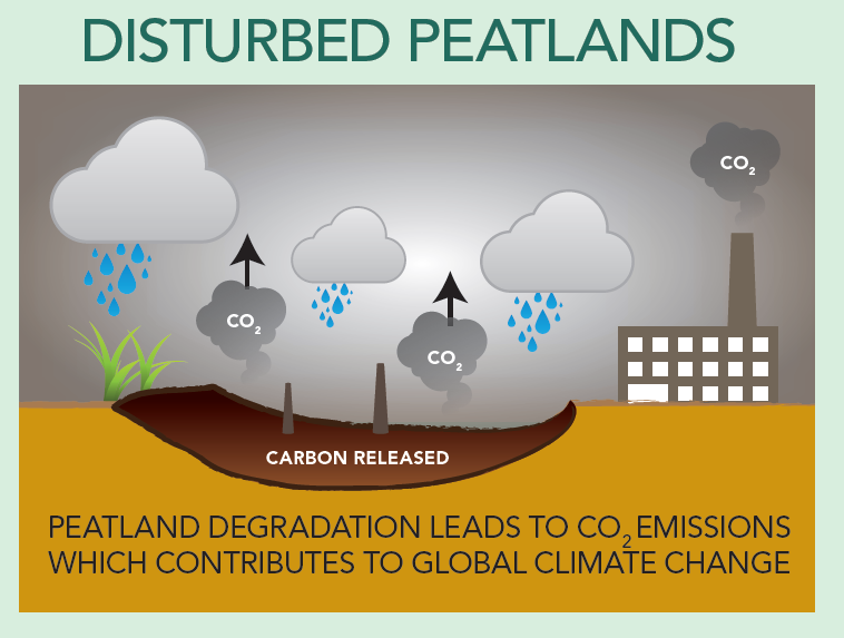 distrurbed peatland