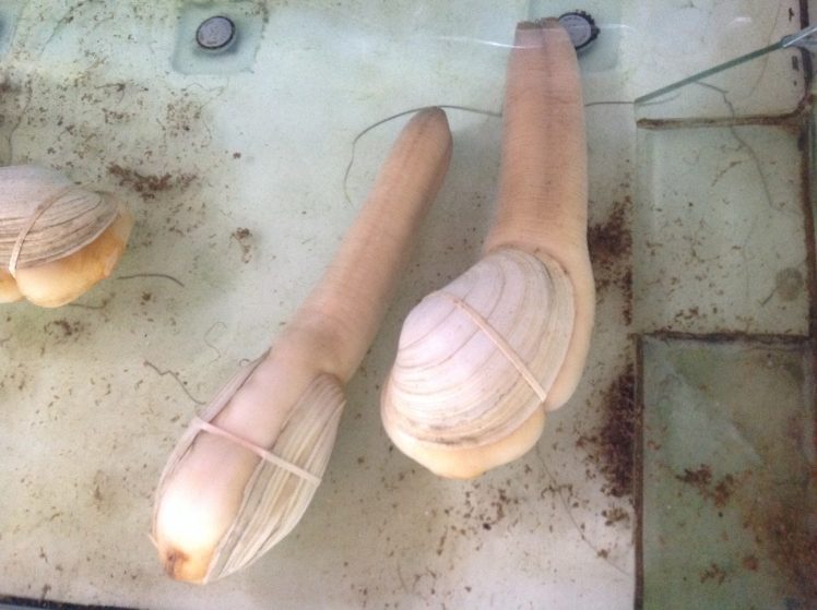 geoduck 2