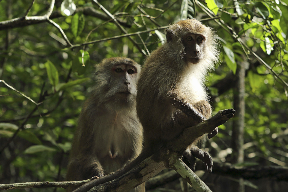 Long-tailed macaques (Macaca fascicularis) grooming in Kelim Karst Geoforest Park on Langkawi, Malaysia. The park on the island's east is set among mangrove forest and limestone hills, gorges and islands.