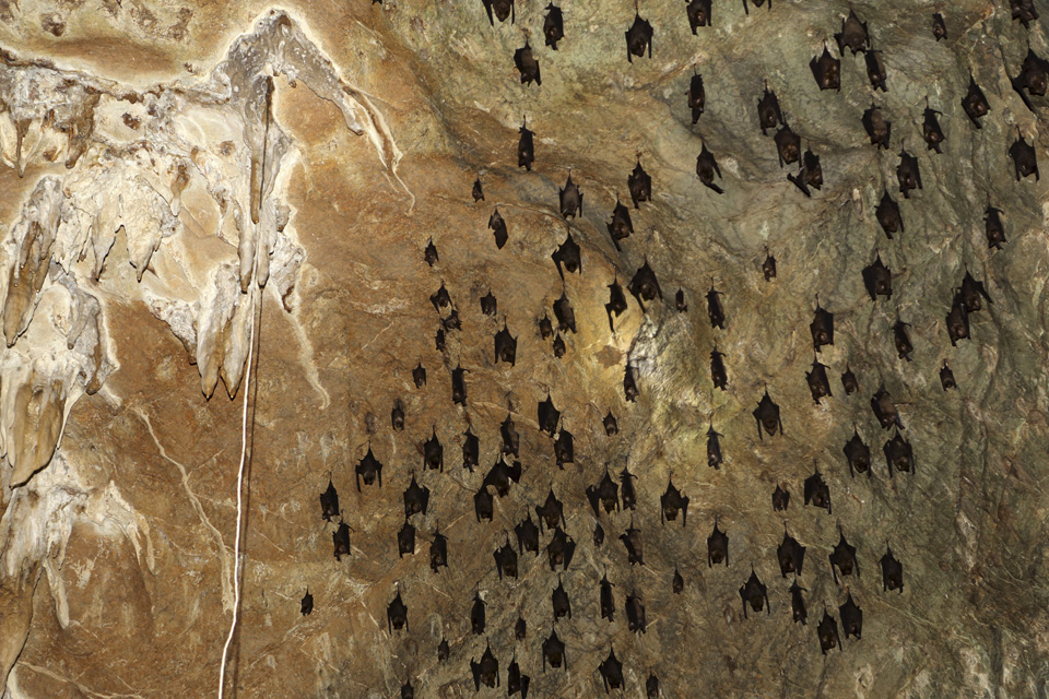 Bats within a cave in Kelim Karst Geoforest Park on Langkawi, Malaysia. The park on the island's east is set among mangrove forest and limestone hills, gorges and islands.