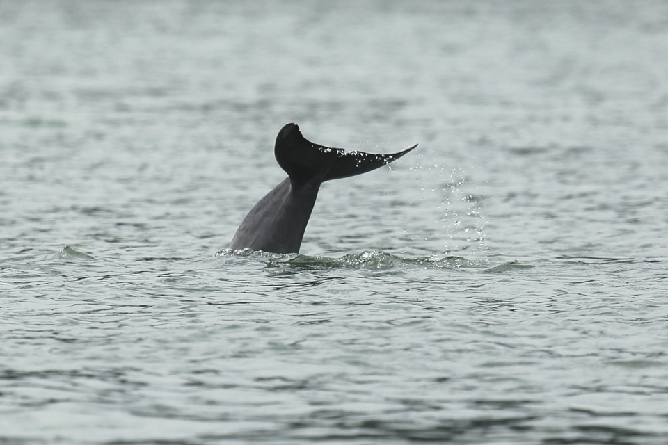 The tail of a dolphin in Kelim Karst Geoforest Park on Langkawi, Malaysia. The park on the island's east is set among mangrove forest and limestone hills, gorges and islands.