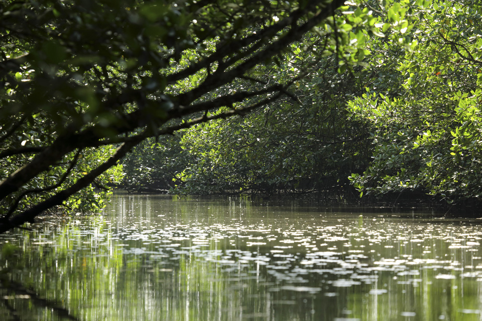 Mangrove Forest in Kelim Karst Geoforest Park on Langkawi, Malaysia. The park on the island's east is set among mangrove forest and limestone hills, gorges and islands.