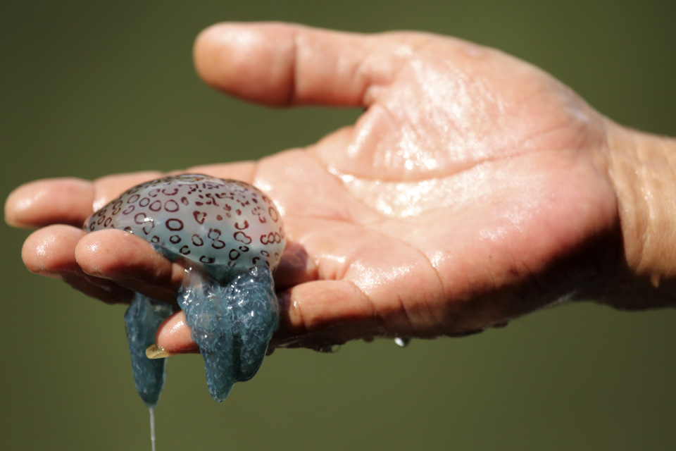 A jellyfish on a human hand in Kelim Karst Geoforest Park on Langkawi, Malaysia. The park on the island's east is set among mangrove forest and limestone hills, gorges and islands.
