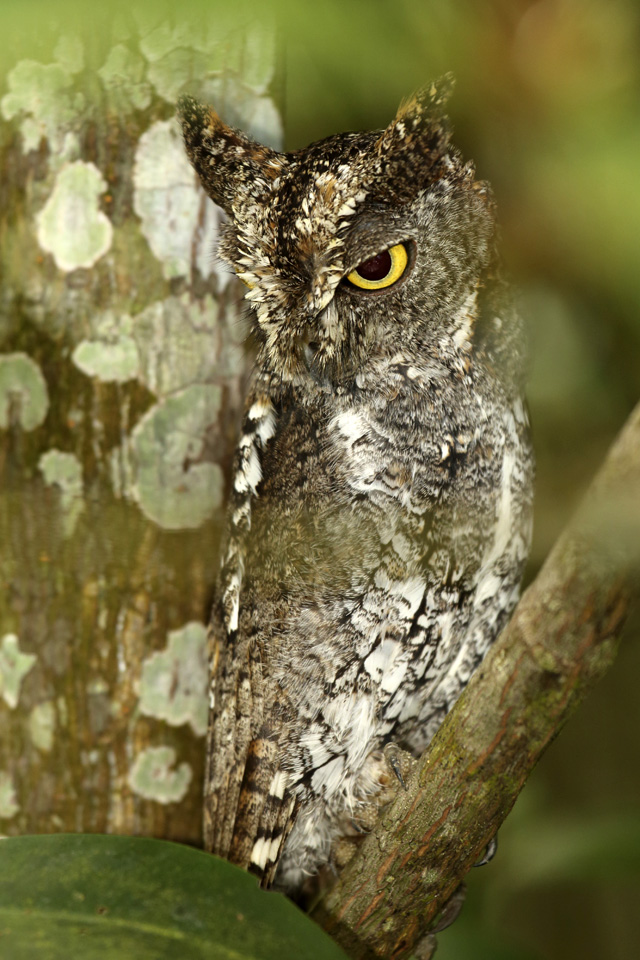 An Oriental Scops Owl (Otus sunia) in Kelim Karst Geoforest Park on Langkawi, Malaysia. The park on the island's east is set among mangrove forest and limestone hills, gorges and islands.